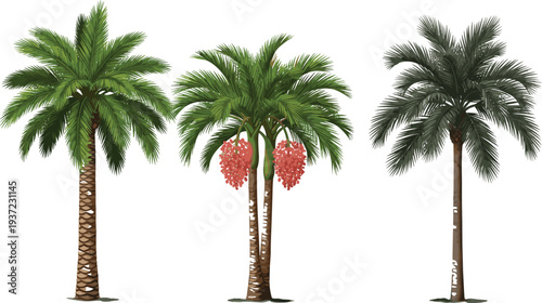 Realistic date palm tree collection, tropical desert palm plants with fruits, botanical nature illustration set isolated landscape design