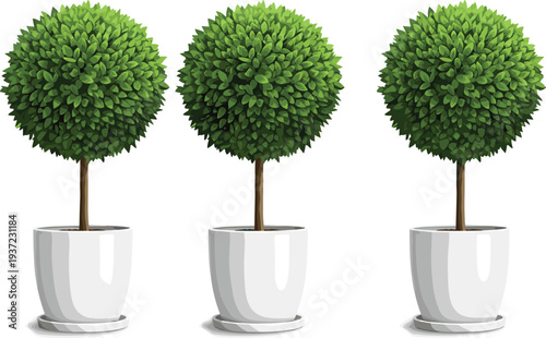 Potted, topiary, tree, plant, green, foliage, indoor, decorative, houseplant, garden, nature, ornamental, botanical, pot, isolated, white, background, illustration, plant, vector