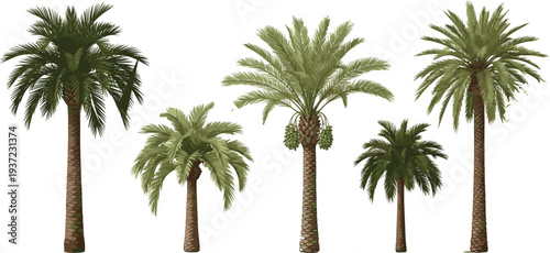 Realistic palm tree collection, tropical date palm plants isolated, desert oasis vegetation, botanical illustration set, nature landscape design elements clipart