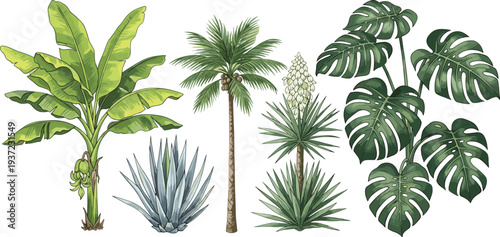 Tropical, plants, set, banana, palm, monstera, agave, yucca, leaves, botanical, exotic, jungle, nature, green, garden, summer, decorative, illustration, plant, vectorTropical, plants