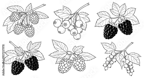 Assortment of hand drawn berries on branches with leaves featuring raspberries blackberries blueberries and currants