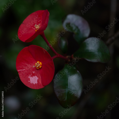 Flower with red and yellow colors, native to Guanacaste, Costa Rica, with dark green leaves