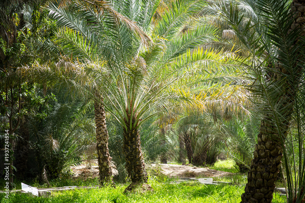 Obraz premium View of the UNESCO enlisted oasis with traditional water channels and various palms in Al Ain, United Arab Emirates.