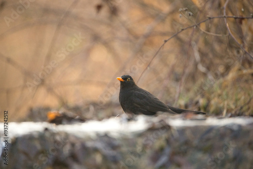 blackbird on a branchThe common blackbird (Turdus merula) is considered an intelligent, adaptable and curious bird, capable of successfully colonizing urban environments. Despite not having the mimic.