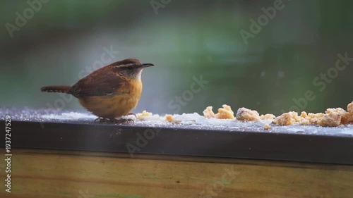 Wallpaper Mural Carolina wren cute wild bird perched on house balcony in Virginia winter snow, funny eating suet feed macro closeup in slow motion Torontodigital.ca