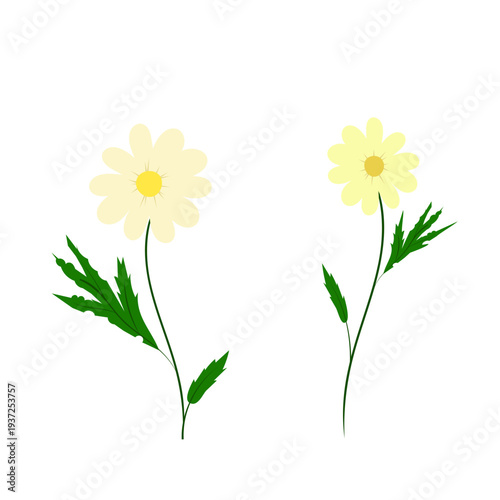 Two cute painted daisies on a white background