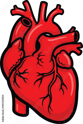 Red Human Heart Anatomy Illustration with Veins and Arteries Medical Symbol