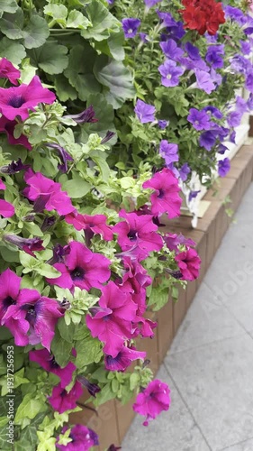 Blooming Petunias Present Vibrant Summer Garden Beauty
Purple Flowers and Pink Offer Colorful Floral Arrangement Delight

