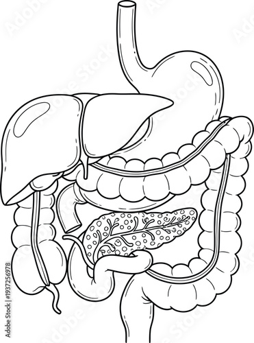 Human anatomy illustration, digestive system organs stomach liver pancreas intestines gallbladder rectum, medical physiology biology gastrointestinal tract education science diagram art