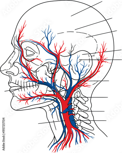 Human anatomy illustration, head neck vascular system, carotid artery jugular vein blood vessels, skull cervical vertebrae medical physiology education science art