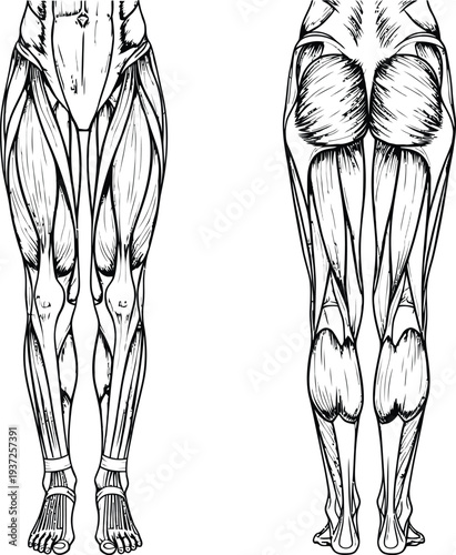 Human anatomy illustration, lower body muscles, anterior posterior view, quadriceps hamstrings gluteus calf foot, medical physiotherapy kinesiology sports science education art