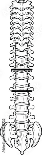 Human anatomy illustration, posterior spine vertebral column pelvis view, cervical thoracic lumbar sacral coccygeal vertebrae discs, medical orthopedics physiology education science art