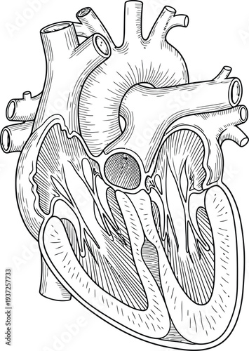 Human anatomy illustration, pelvis comparison male female, skeletal structure pubis ilium ischium sacrum coccyx acetabulum pelvic inlet pubic arch medical science