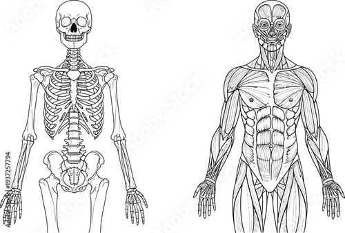 Human anatomy illustration, skeletal muscular systems front view, skull rib cage spine pelvis limbs, pectorals abdominals deltoids biceps quadriceps medical science education art