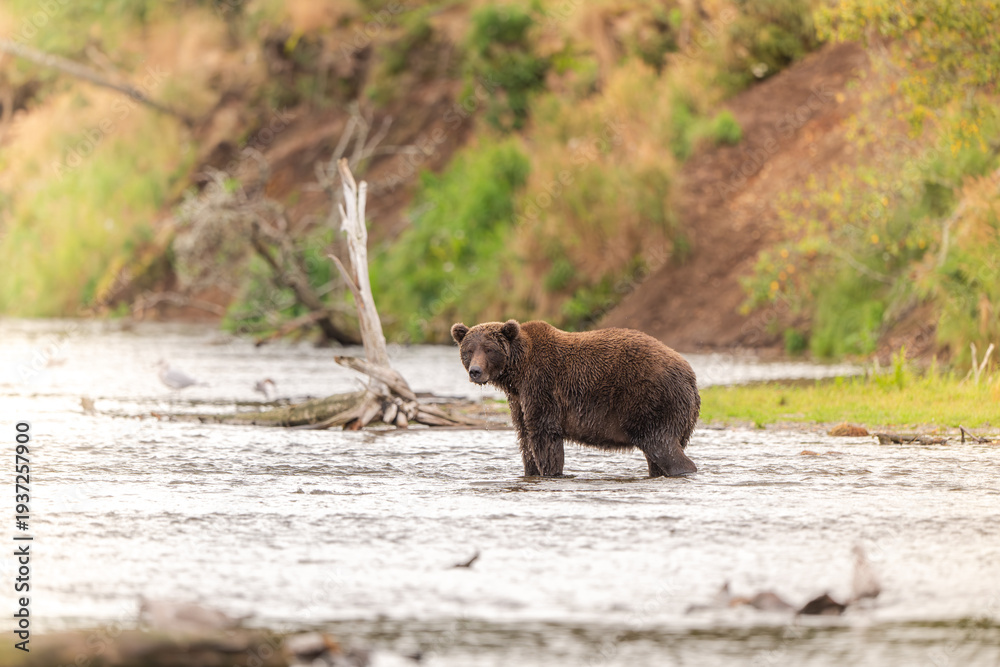 Fototapeta premium Alaskan brown bear standing in Brooks River
