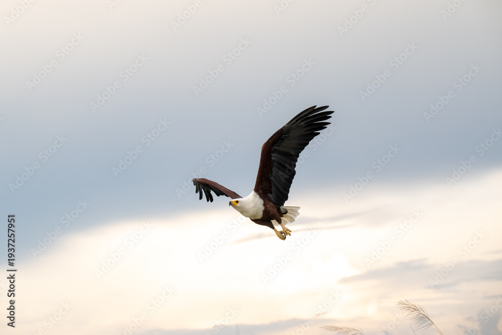 Naklejka premium African Fish Eagle in flight over the Chobe River