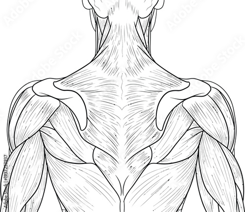 Human anatomy illustration, thoracic skeleton rib cage sternum clavicle scapula vertebrae front view, orthopedics physiology education science diagram art