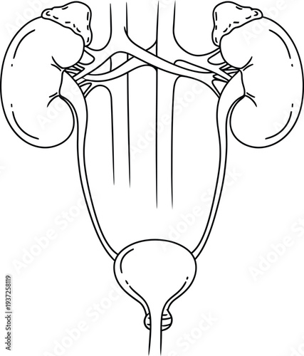 Human anatomy illustration, urinary system kidneys ureters bladder urethra renal arteries veins, medical physiology biology education science diagram art