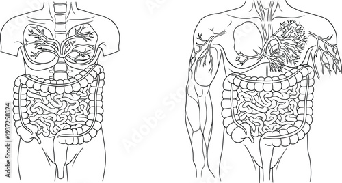 Human body anatomy illustration, respiratory system, digestive system, lungs, bronchi, intestines, stomach, heart, medical diagram, biology chart, science education, organs