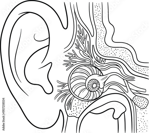 Human ear anatomy illustration, inner ear, cochlea, auditory nerves, outer ear, ear canal, medical diagram, biology chart, science education, hearing system