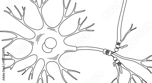Human neuron illustration, cell body nucleus dendrites axon terminals, myelin sheath nodes of Ranvier, nervous system anatomy physiology neurobiology medical science diagram