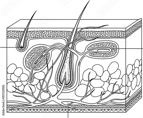 Human skin anatomy illustration, epidermis, dermis, subcutaneous tissue, hair follicle, sebaceous gland, sweat gland, blood vessels, nerve fibers, medical diagram, biology chart