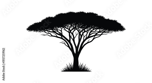 A striking acacia tree stands boldly against a white background silhouette