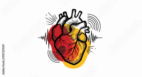 Anatomical heart with heartbeat waveform and color overlay illustration