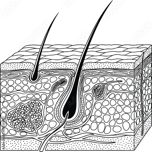 Human skin cross-section anatomy illustration, epidermis, dermis, subcutaneous tissue, hair follicle, sebaceous gland, sweat gland, blood vessels, nerve fibers, medical diagram