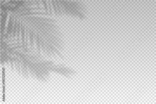 Plants overlay shadow. Reflect light from branchs. Sun rays reflection plant shadows on wall. Reflected shades isolated on transparent background. Horizontal shading leaf. Tropical palm. Vector