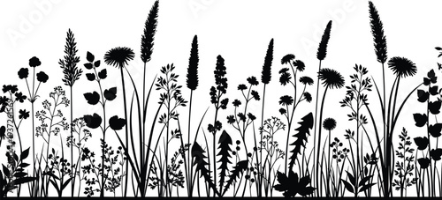 Wild meadow flowers and tall grass silhouettes border botanical floral plants nature field herbs foliage vector illustration isolated