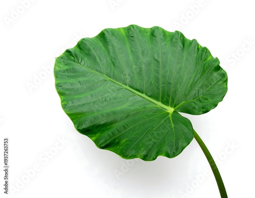 Large, green taro leaf with wavy edges and prominent veins, isolated on a bright white background