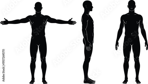 male body silhouette, human anatomy, front side back view, muscular man, body proportions, anatomical figure, medical reference, vector
