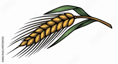 Wheat ear botanical illustration with long awns and leaves