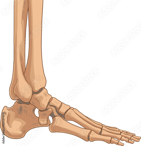 Human foot and lower leg bones anatomy illustration, tibia, fibula, tarsals, metatarsals, phalanges, skeletal medical diagram