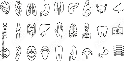 Collection of various human body part line icons on for medical use