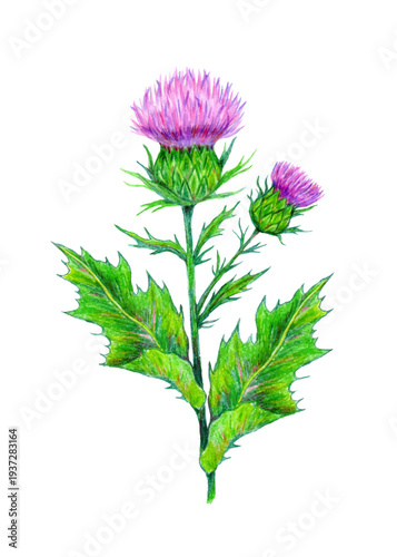 Vector hand-drawn milk thistle. Medical plant. Design for cards, package, cosmetics and herbal tea.
