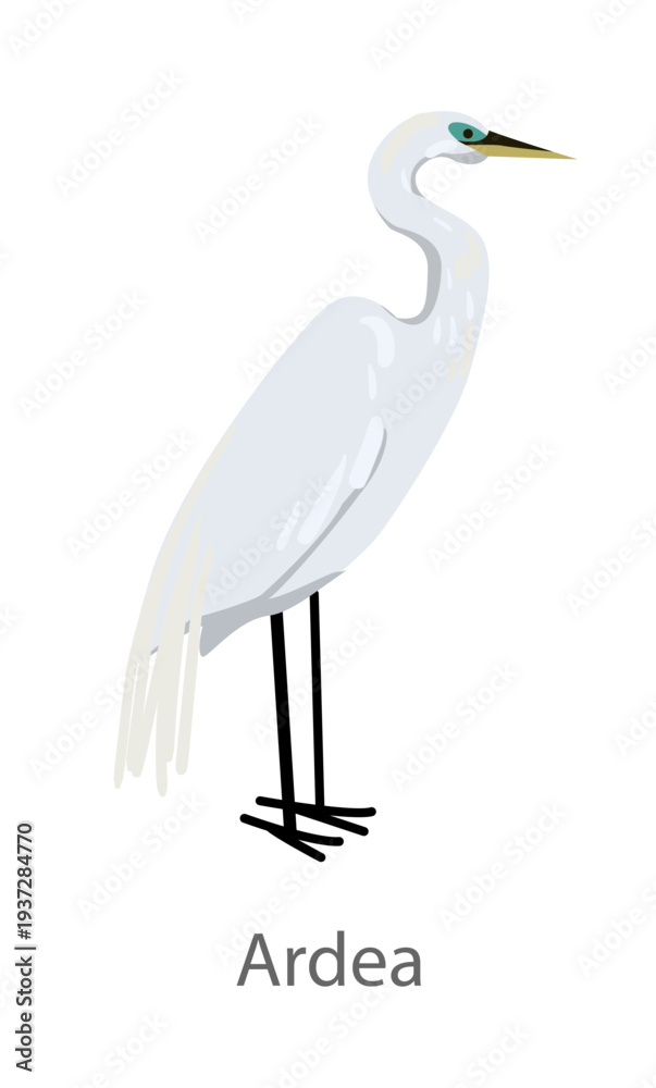 Fototapeta premium Flat vector illustration of a white heron standing in side view. Elegant wading bird isolated on a white background suitable for educational and design projects.