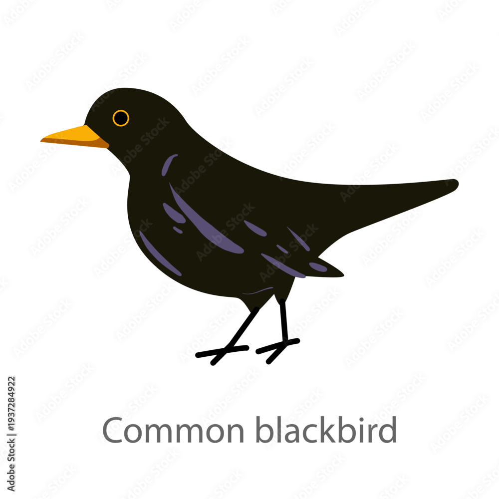 Fototapeta premium Flat vector illustration of a common blackbird in side view. Black songbird isolated on a white background.