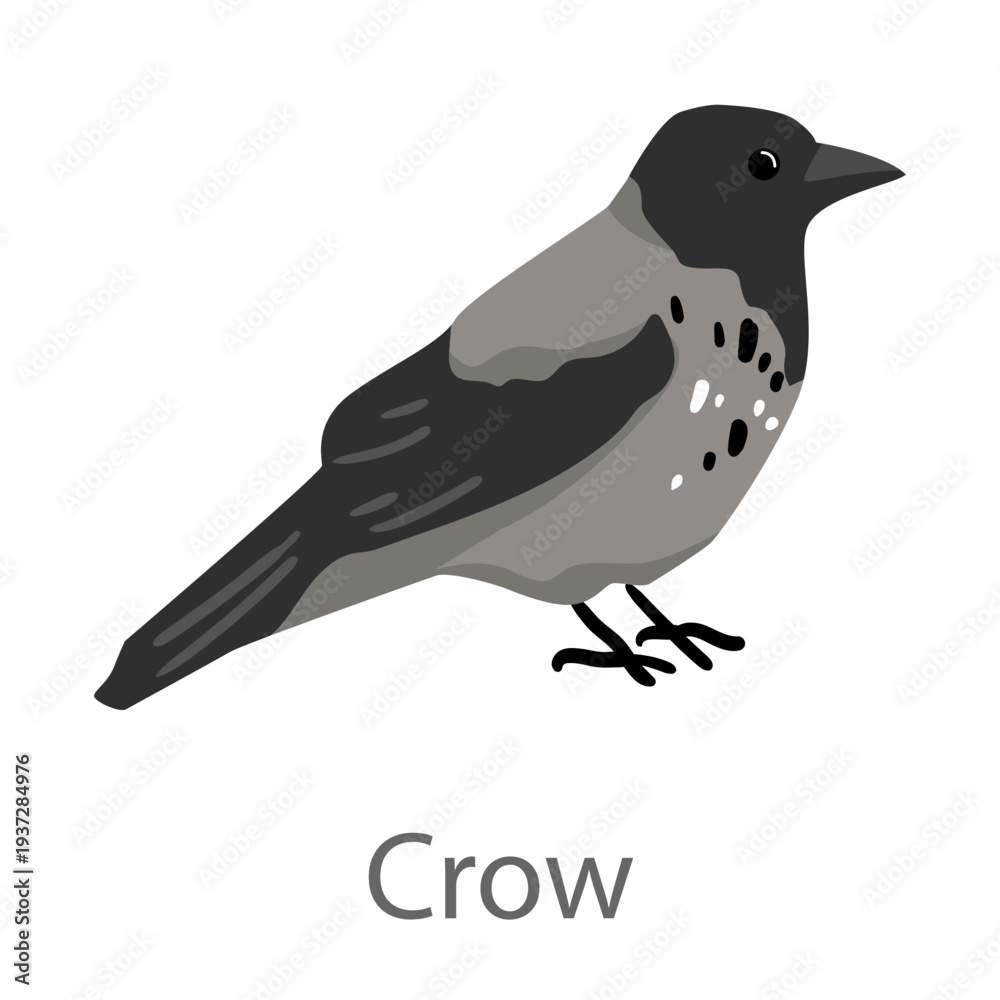 Obraz premium Flat vector illustration of a crow in side view. Black corvid bird isolated on a white background.