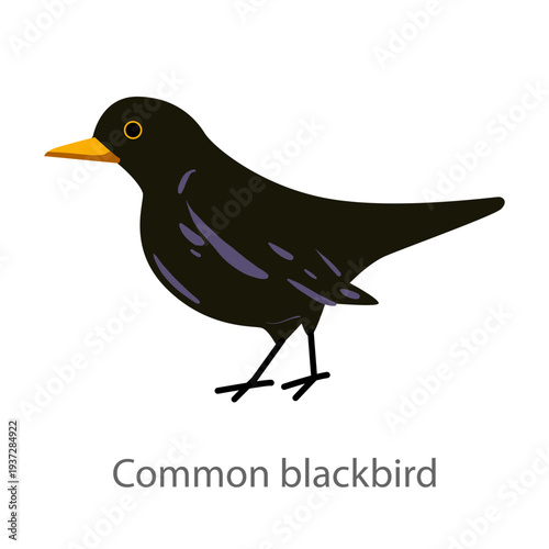 Flat vector illustration of a common blackbird in side view. Black songbird isolated on a white background.