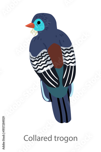 Flat vector illustration of a collared trogon in front view. Colorful tropical forest bird isolated on a white background.