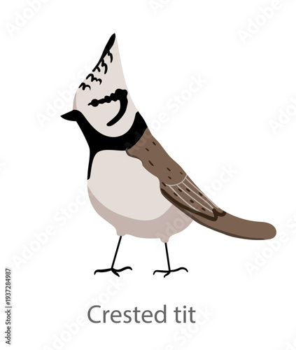 Flat vector illustration of a crested tit in side view. Small forest songbird with a pointed crest isolated on a white background.