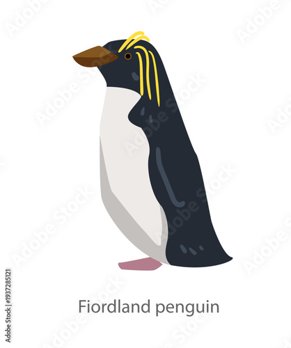Flat vector illustration of a Fiordland penguin standing in side view. Minimal cartoon style seabird character isolated on a white background for educational and graphic design use.