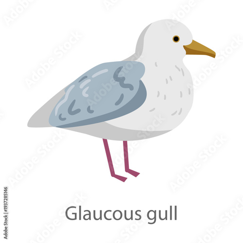Flat vector illustration of a glaucous gull in side view. Seabird isolated on a white background.