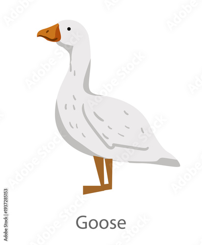 Flat vector illustration of a goose in side view. Domestic waterfowl bird isolated on a white background.
