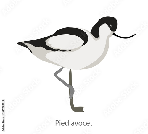 Flat vector illustration of a pied avocet standing on one leg in side view. Elegant wading bird isolated on a white background.