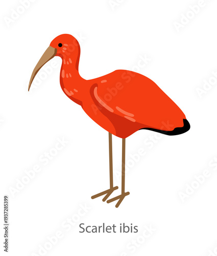 Flat vector illustration of a scarlet ibis standing in side view. Bright tropical wading bird isolated on a white background suitable for educational and design use.
