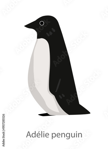 Flat vector illustration of an Adelie penguin standing in side view. Minimal cartoon style bird character isolated on a white background for educational and design purposes.