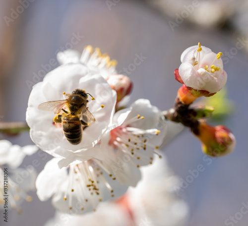 Photos Close up of a honey bee (apis mellifera) on an apricot blossom flower (prunus ar